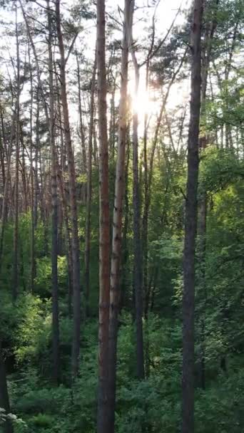 Vídeo vertical da floresta com pinheiros no verão — Vídeo de Stock