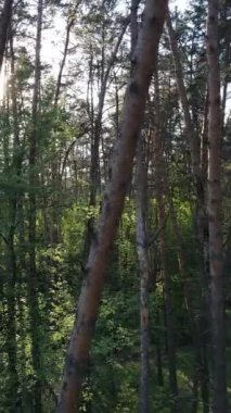 Yazın çam ağaçlı ormanın dikey videosu