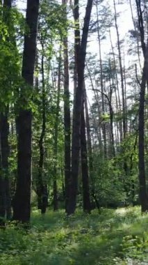 Yazın çam ağaçlı ormanın dikey videosu