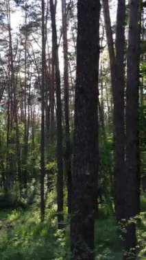 Yazın çam ağaçlı ormanın dikey videosu