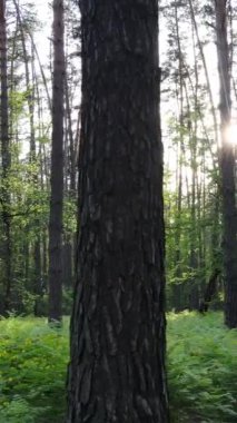 Yazın çam ağaçlı ormanın dikey videosu