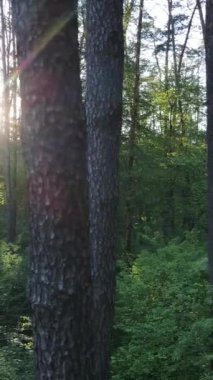 Yazın çam ağaçlı ormanın dikey videosu