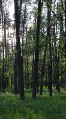 Yazın çam ağaçlı ormanın dikey videosu