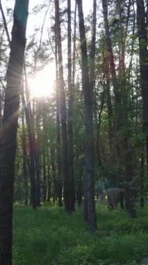 Yazın çam ağaçlı ormanın dikey videosu