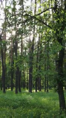 Yazın çam ağaçlı ormanın dikey videosu