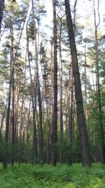 Yazın çam ağaçlı ormanın dikey videosu