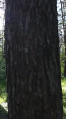 Yazın çam ağaçlı ormanın dikey videosu