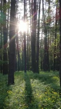 Yazın çam ağaçlı ormanın dikey videosu