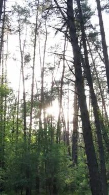 Yazın çam ağaçlı ormanın dikey videosu