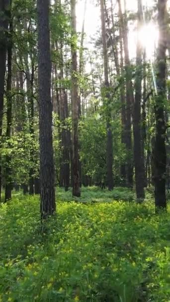 Вертикальне відео лісу з сосновими деревами влітку — стокове відео