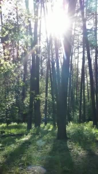 Vídeo vertical da floresta com pinheiros no verão — Vídeo de Stock