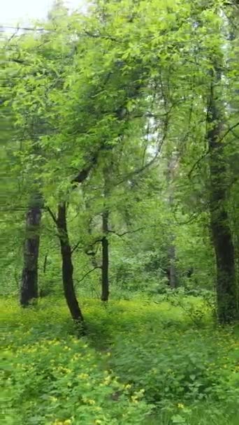 Vertikales Video von Wald mit Kiefern im Sommer — Stockvideo