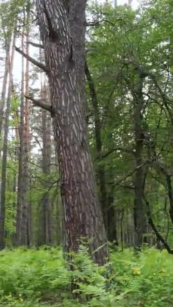 Vidéo verticale de forêt avec pins en été — Video