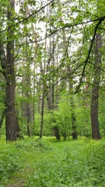 Vertikal video av skog med tallar på sommaren — Stockvideo