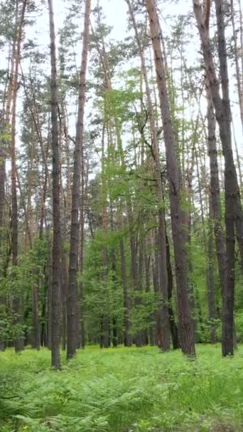 Vertikales Video von Wald mit Kiefern im Sommer — Stockvideo