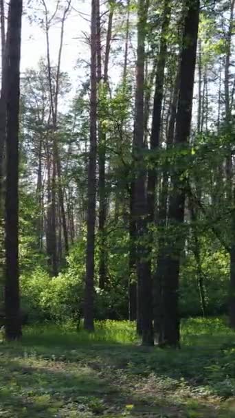 Vídeo vertical de bosque con pinos en verano — Vídeos de Stock