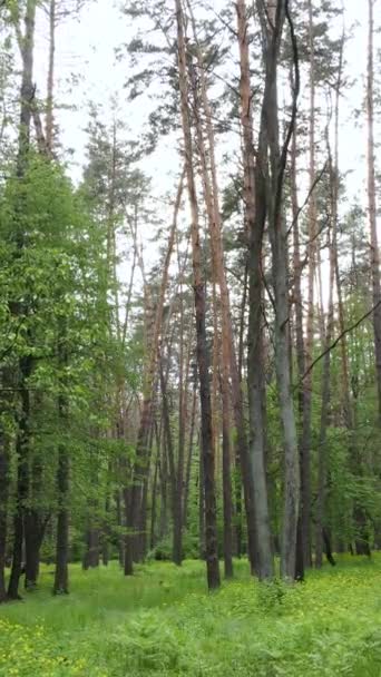 Vertikales Video von Wald mit Kiefern im Sommer — Stockvideo