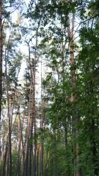 Verticale video van bos met pijnbomen in de zomer — Stockvideo