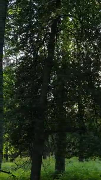 Pionowe wideo lasu z sosnami w lecie — Wideo stockowe