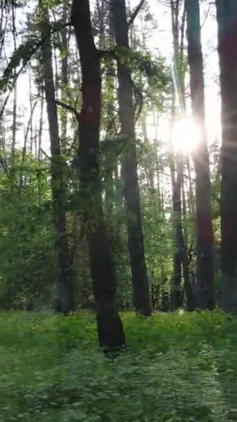 Vertikales Video von Wald mit Kiefern im Sommer — Stockvideo