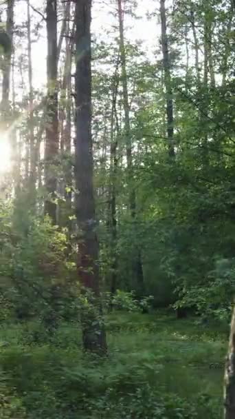 Verticale video van bos met pijnbomen in de zomer — Stockvideo