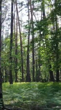 Yazın çam ağaçlı ormanın dikey videosu