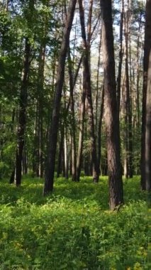 Yazın çam ağaçlı ormanın dikey videosu