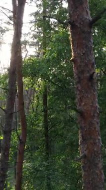 Yazın çam ağaçlı ormanın dikey videosu