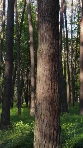 Вертикальное видео леса с соснами летом — стоковое видео