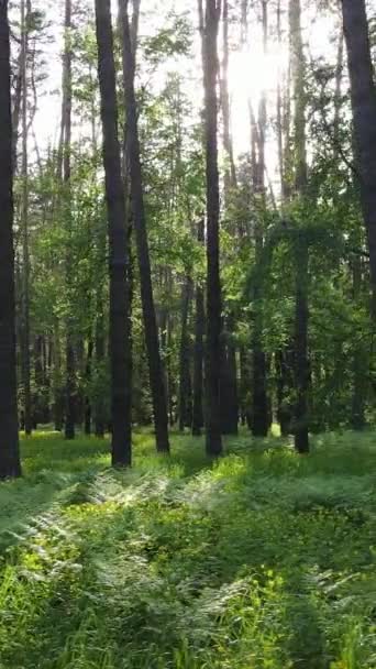 Vertikales Video von Wald mit Kiefern im Sommer — Stockvideo