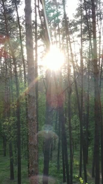 Vídeo vertical da floresta com pinheiros no verão — Vídeo de Stock