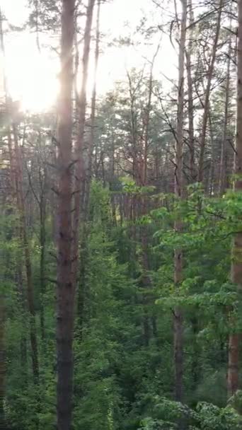 Vídeo vertical da floresta com pinheiros no verão — Vídeo de Stock