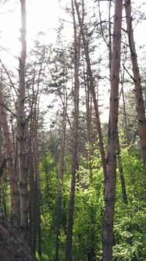 Bir yaz günü, güzel bir çam ormanının dikey videosu, yavaş çekim.