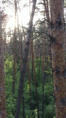 Bir yaz günü, güzel bir çam ormanının dikey videosu, yavaş çekim.