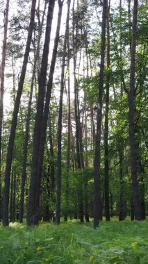 Bir yaz günü, güzel bir çam ormanının dikey videosu, yavaş çekim.