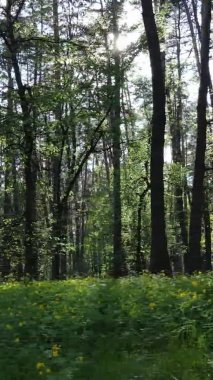 Bir yaz günü, güzel bir çam ormanının dikey videosu, yavaş çekim.