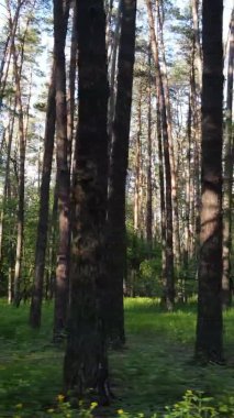 Bir yaz günü, güzel bir çam ormanının dikey videosu, yavaş çekim.