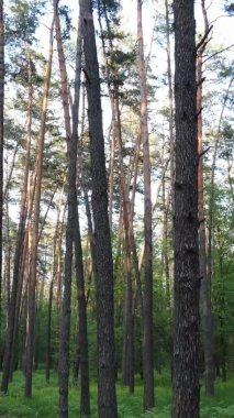 Bir yaz günü, güzel bir çam ormanının dikey videosu, yavaş çekim.