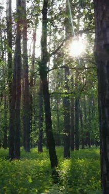 Bir yaz günü, güzel bir çam ormanının dikey videosu, yavaş çekim.