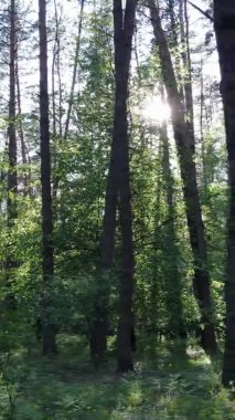 Bir yaz günü, güzel bir çam ormanının dikey videosu, yavaş çekim.