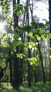 Bir yaz günü, güzel bir çam ormanının dikey videosu, yavaş çekim.