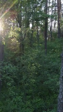 Bir yaz günü, güzel bir çam ormanının dikey videosu, yavaş çekim.