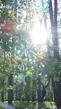 Bir yaz günü, güzel bir çam ormanının dikey videosu, yavaş çekim.