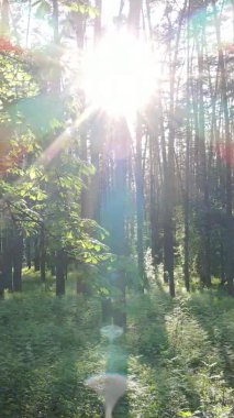 Bir yaz günü, güzel bir çam ormanının dikey videosu, yavaş çekim.