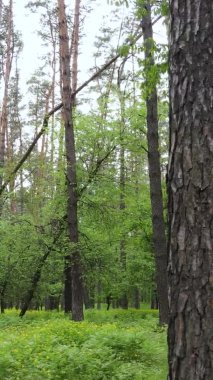 Bir yaz günü, güzel bir çam ormanının dikey videosu, yavaş çekim.