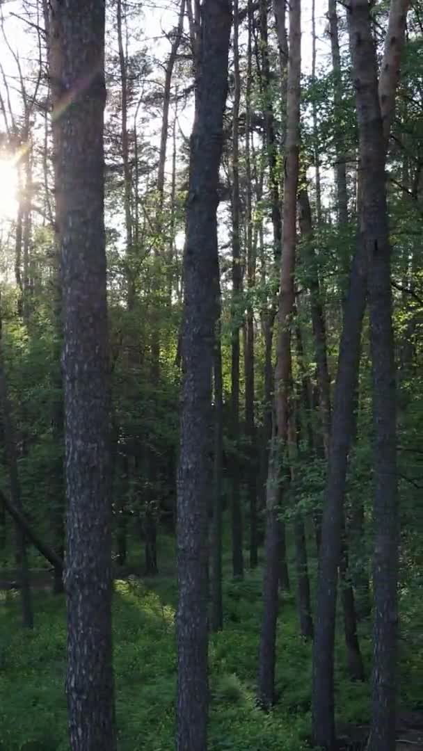 Vidéo verticale d'une belle pinède verte un jour d'été, au ralenti
