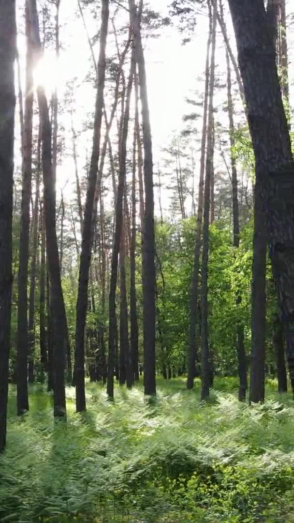 夏季美丽的松树林的垂直录像，慢镜头 — 图库视频影像