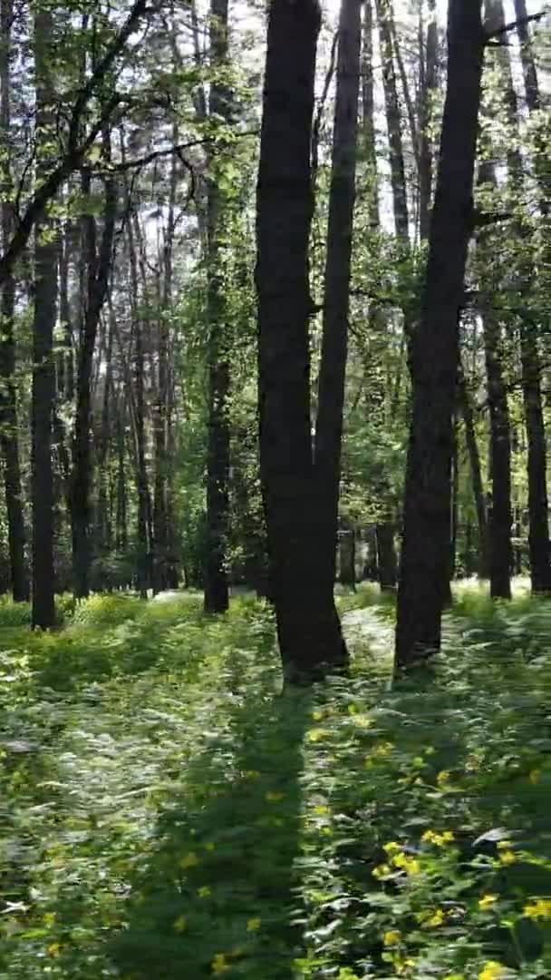 Vidéo verticale d'une belle pinède verte un jour d'été, au ralenti