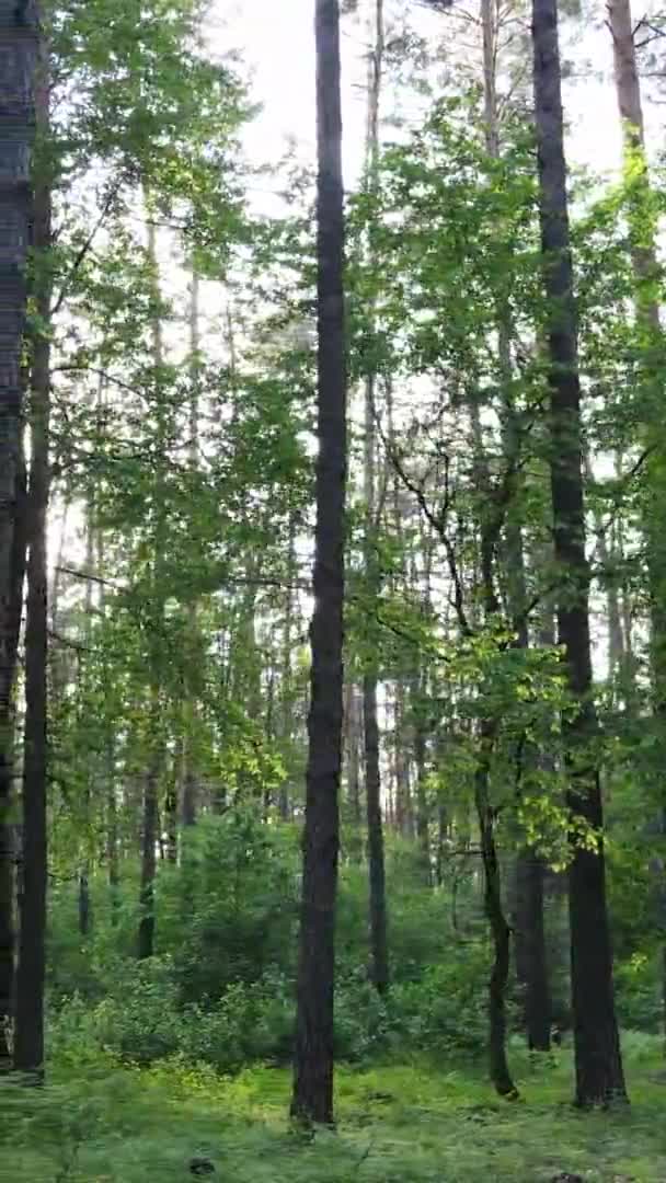 Vídeo vertical de un hermoso bosque de pinos verdes en un día de verano, cámara lenta — Vídeo de stock