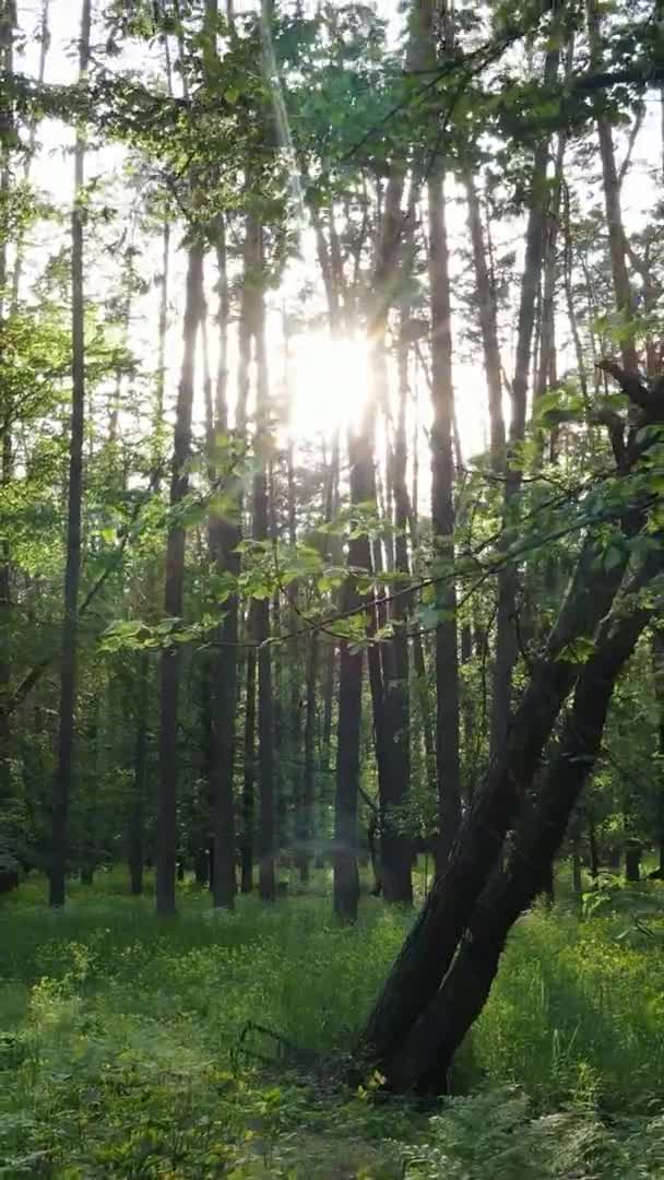 Vidéo verticale d'une belle pinède verte un jour d'été, au ralenti